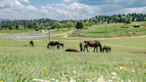Turističko naselje Ajdinovići SRCA - Hotel Horizont i Depadansa - Ljetni vikend odmor za dvoje, Olovo, Bosna i Hercegovina - 329 EUR - 2x noćenje u hotelu Horizont ili Depadansi u dvokrevetnoj sobi za 2 osobe, All inclusive