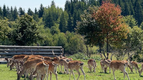 Turističko naselje Ajdinovići SRCA - Hotel Central i Lux apartmani - Ljetni vikend odmor za dvoje, Olovo, Bosna i Hercegovina - 358 EUR - 2x noćenje u hotelu Central u dvokrevetnoj sobi ili u Lux apartmanu za 2 osobe, All inclusive
